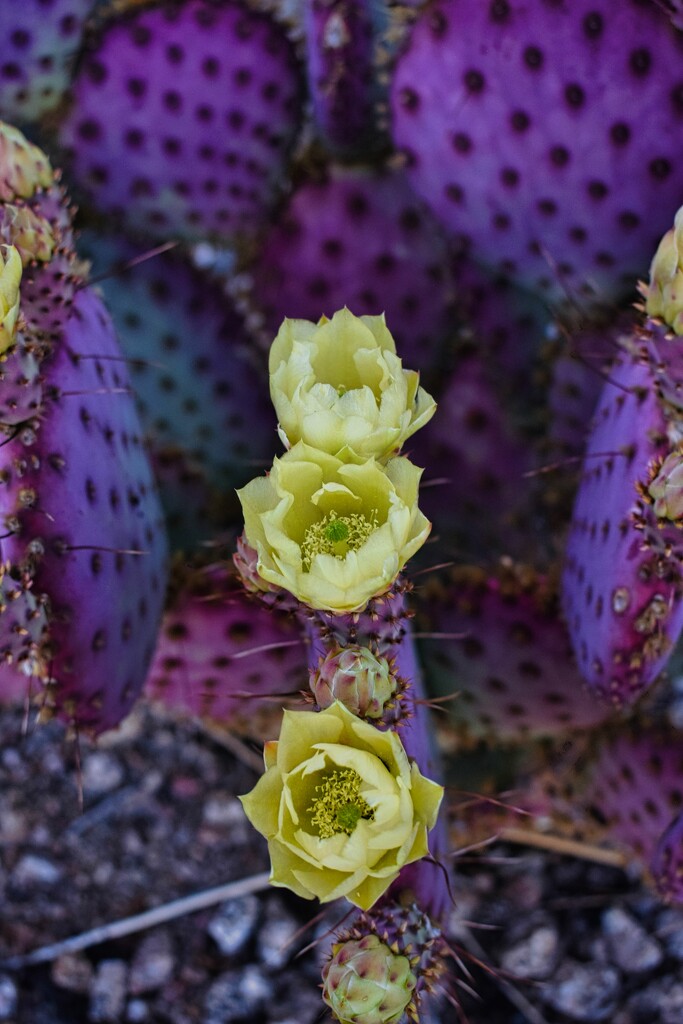 4 21 Trio of Cactus flowers by sandlily