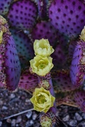21st Apr 2024 - 4 21 Trio of Cactus flowers