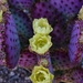 4 21 Trio of Cactus flowers by sandlily