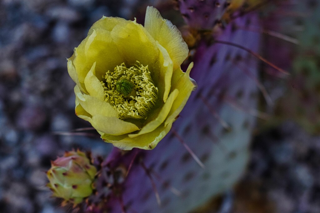 4 21 Single cactus flower by sandlily