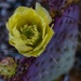 4 21 Single cactus flower by sandlily