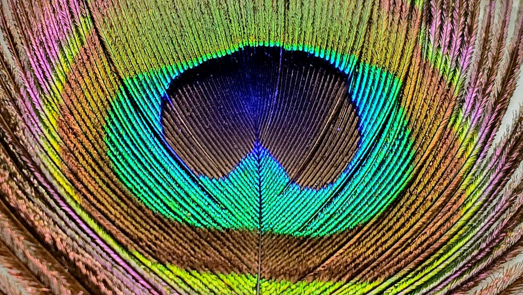 112/366 - Peacock feather by isaacsnek