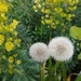 Dandelions in the flower bed