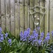 Bluebells in the garden