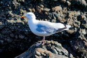 22nd Apr 2024 - Herring Gull