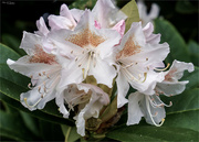 22nd Apr 2024 - Rhodendron