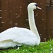 113/366 - Swan by isaacsnek