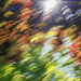 Earth Day ICM  by kvphoto