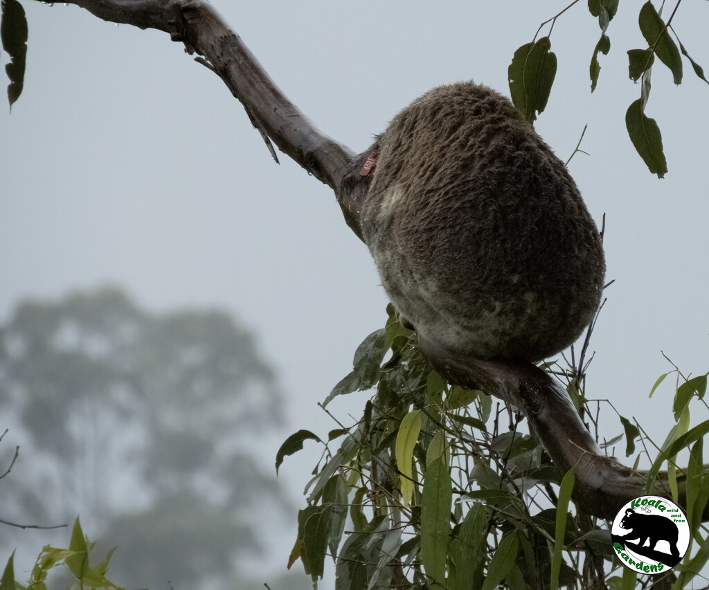 I love a rainy night by koalagardens