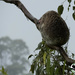 I love a rainy night by koalagardens
