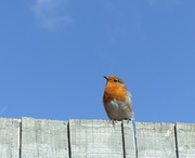 22nd Apr 2024 - One of 'my' Robins 