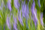 18th Apr 2024 - Wildflowers in Motion ICM 