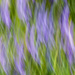 Wildflowers in Motion ICM 