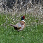 19th Apr 2024 - Pheasant
