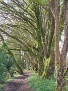 15th Apr 2024 - Arching trees