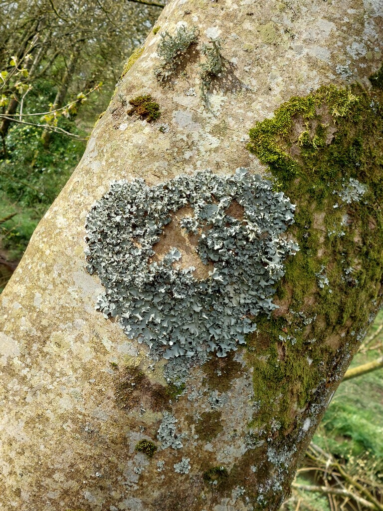 A lichen heart  by samcat