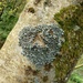 A lichen heart 
