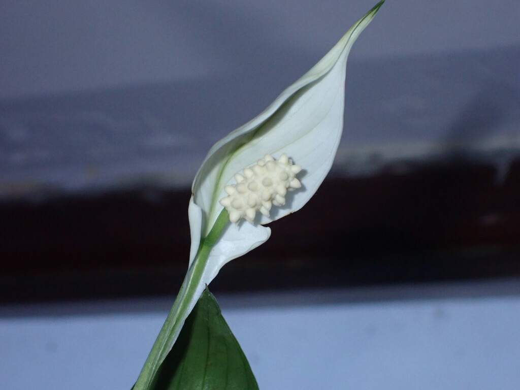 Peace Lily bloom by speedwell