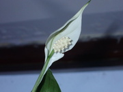 2nd Mar 2024 - Peace Lily bloom