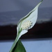 Peace Lily bloom