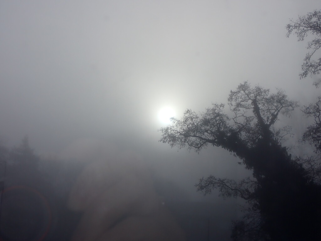 Morning fog by speedwell