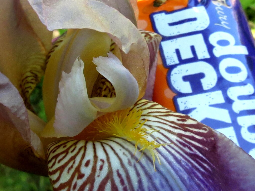 Close-Up Flower by grammyn
