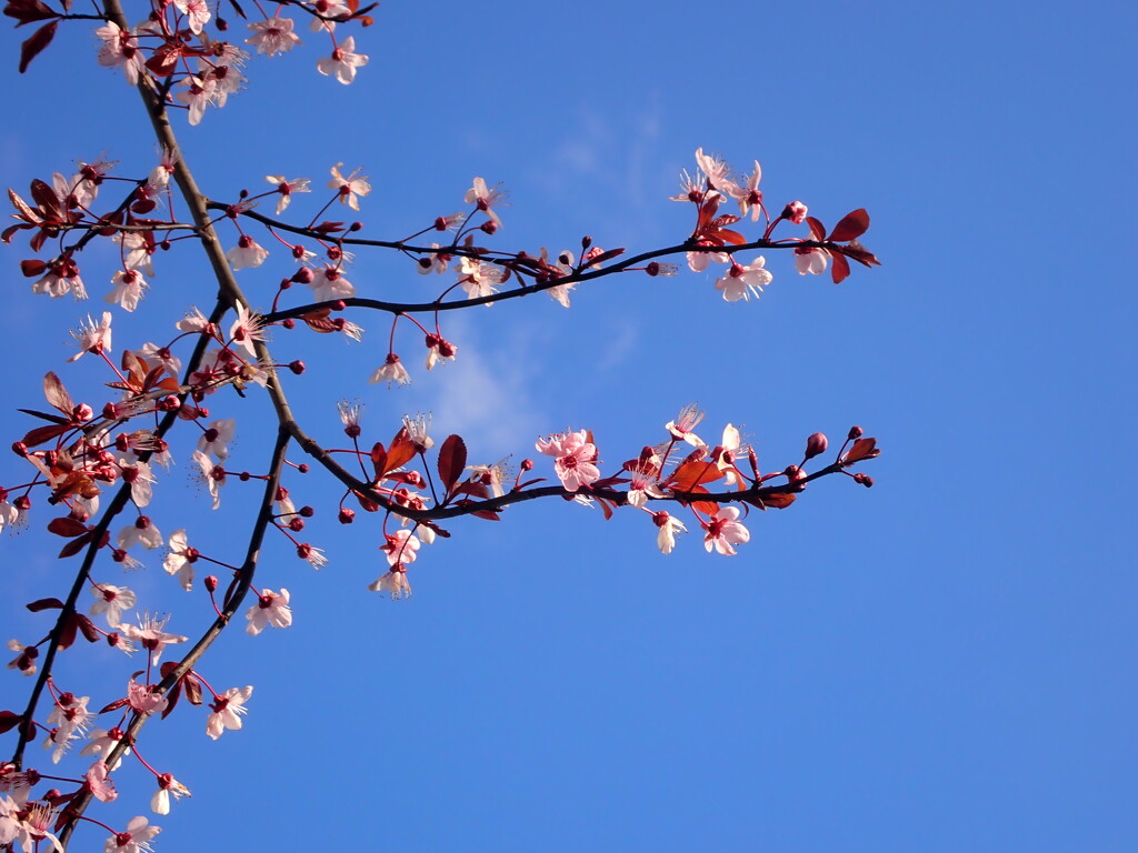 Flowering Cherry by speedwell