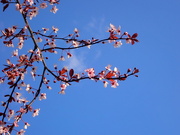 5th Mar 2024 - Flowering Cherry