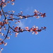 Flowering Cherry by speedwell