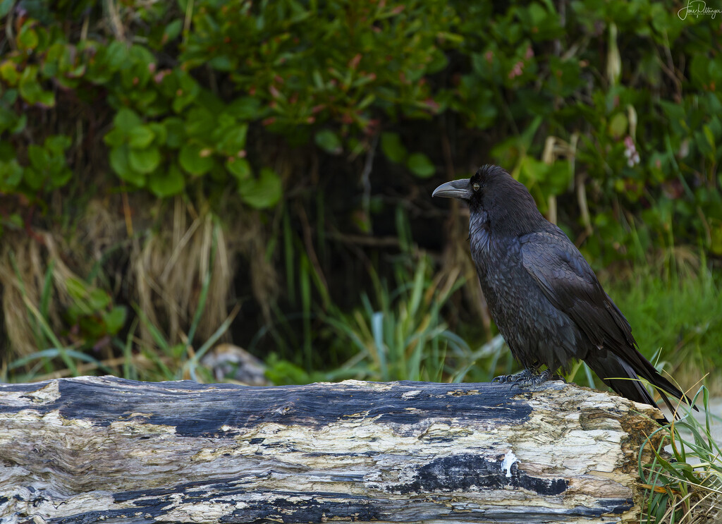 Raven on a Log by jgpittenger