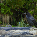 Raven on a Log by jgpittenger