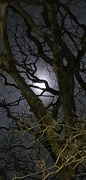 22nd Apr 2024 - Tree framed moon