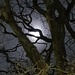 Tree framed moon by hannahcallier