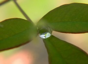 22nd Apr 2024 - Raindrop on Nandina Leaf 