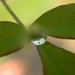 Raindrop on Nandina Leaf 