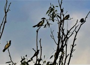 23rd Apr 2024 - Five Birds In A Tree ~ 