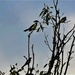 Five Birds In A Tree ~  by happysnaps