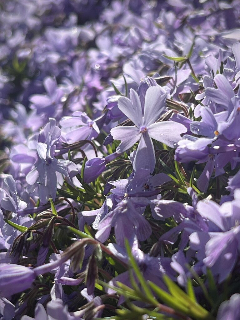 Standing out in a Flock of Phlox  by sjgiesman