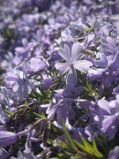 22nd Apr 2024 - Standing out in a Flock of Phlox 