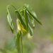 bellwort  by rminer