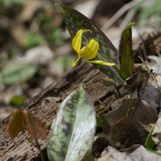 22nd Apr 2024 - yellow trout lily