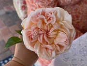 21st Apr 2024 - Vintage Rose