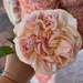 Vintage Rose by peekysweets