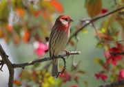 21st Apr 2024 - House Finch in Our Crab Apple Tree