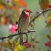 House Finch in Our Crab Apple Tree