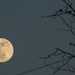 Full Moon by darchibald