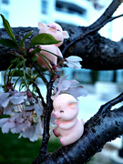 22nd Apr 2024 - enjoying the cherry blossoms