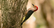 22nd Apr 2024 - Mr. Red-bellied Woodpecker!