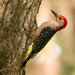 Mr. Red-bellied Woodpecker!