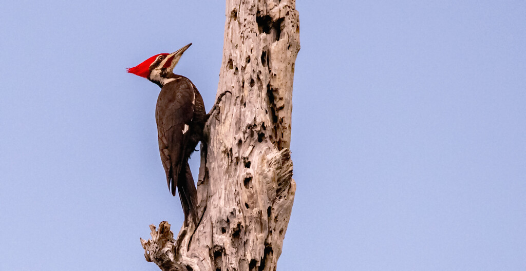 Mr Pileated Woodpecker! by rickster549